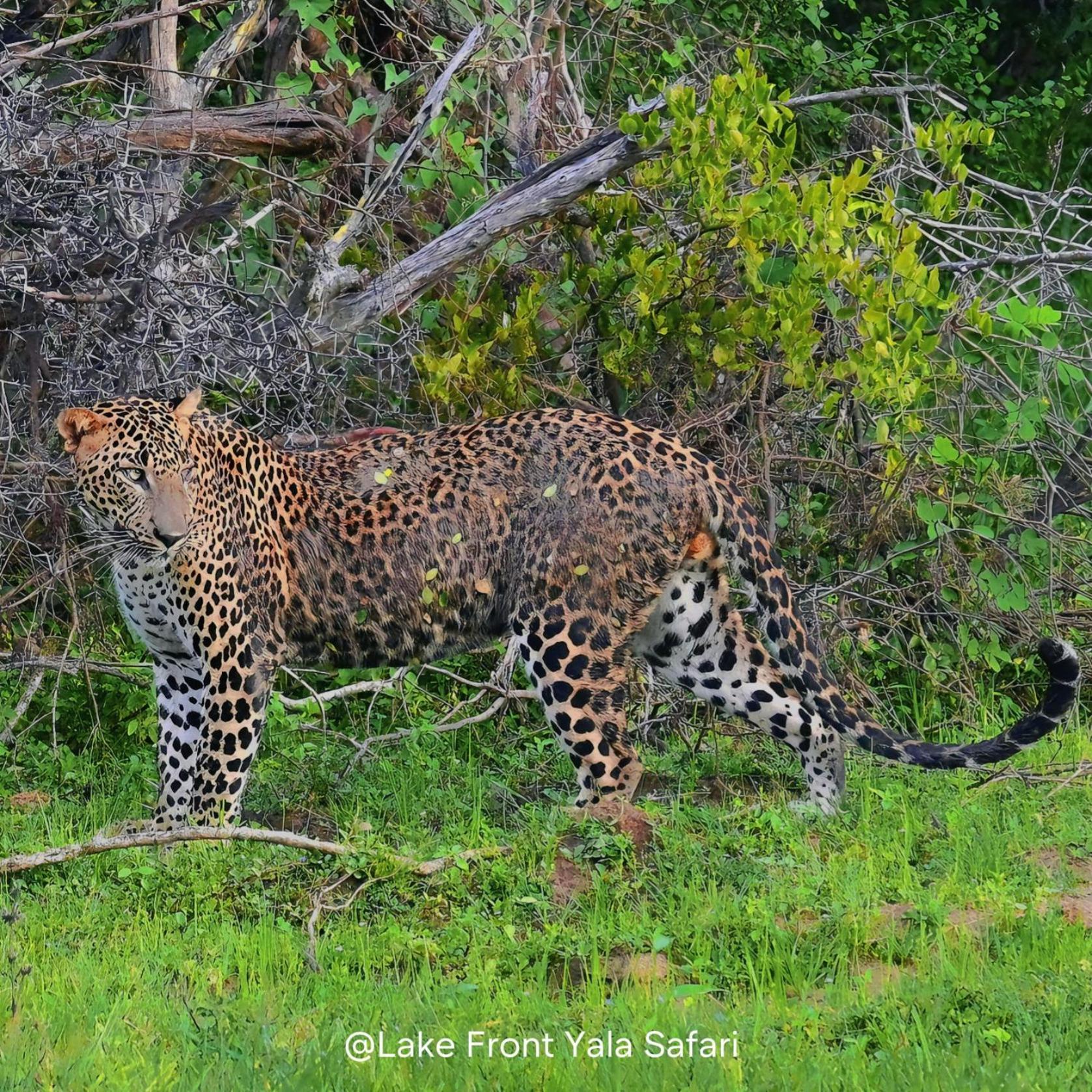 Lake Front Yala Safari Катарагама Экстерьер фото
